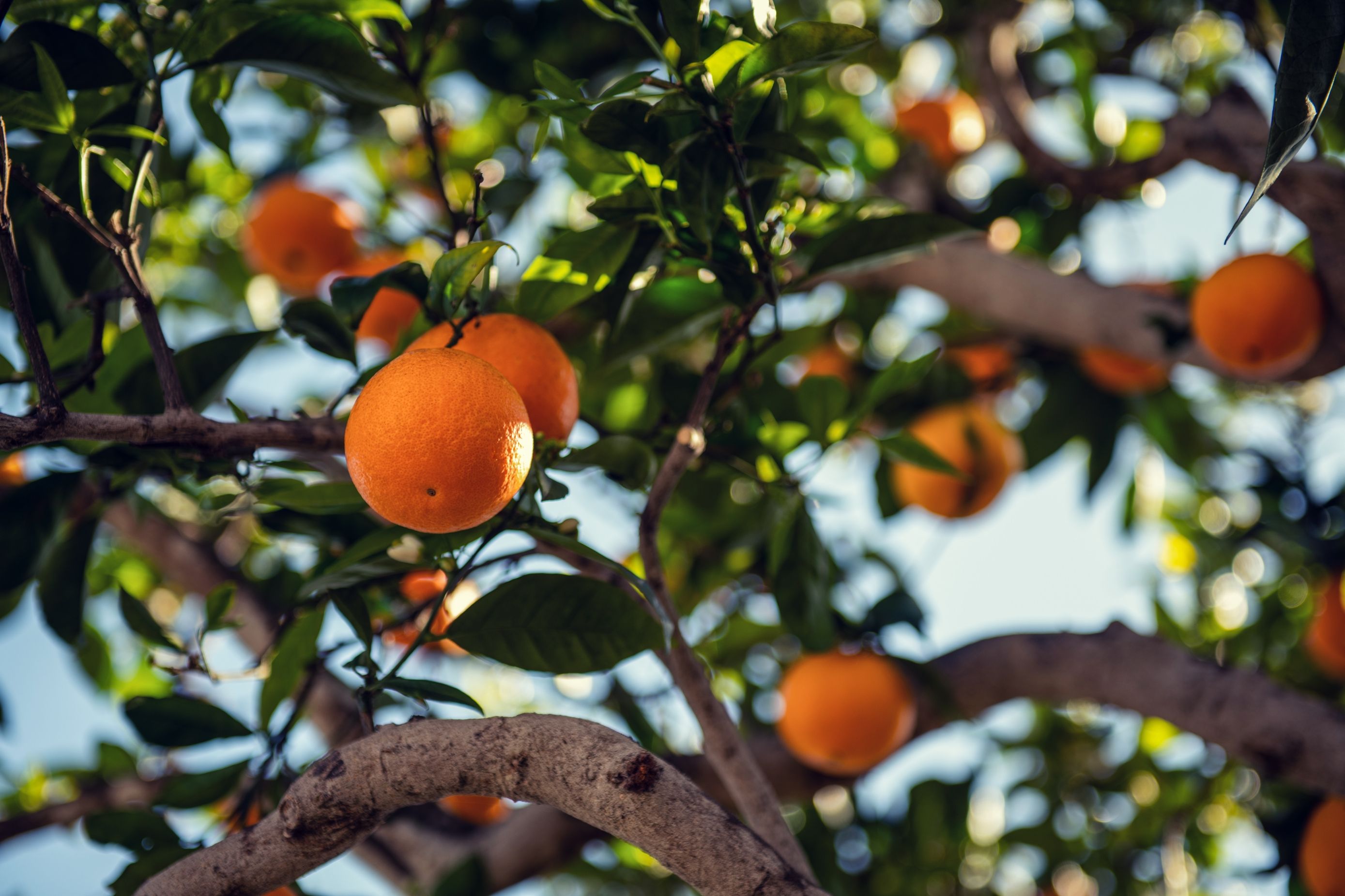 stablo mandarina