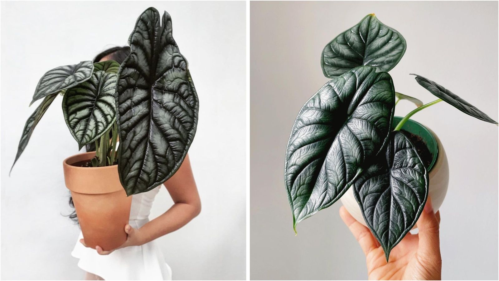 Kot iz risanke: Alocasia Dragon Scale je rastlina z nenavadnimi “napihnjenimi” listi