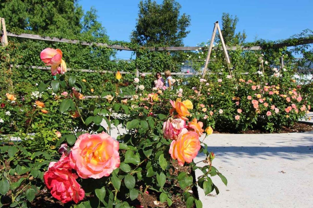 Arboretum Volčji potok, Slovenija (1)