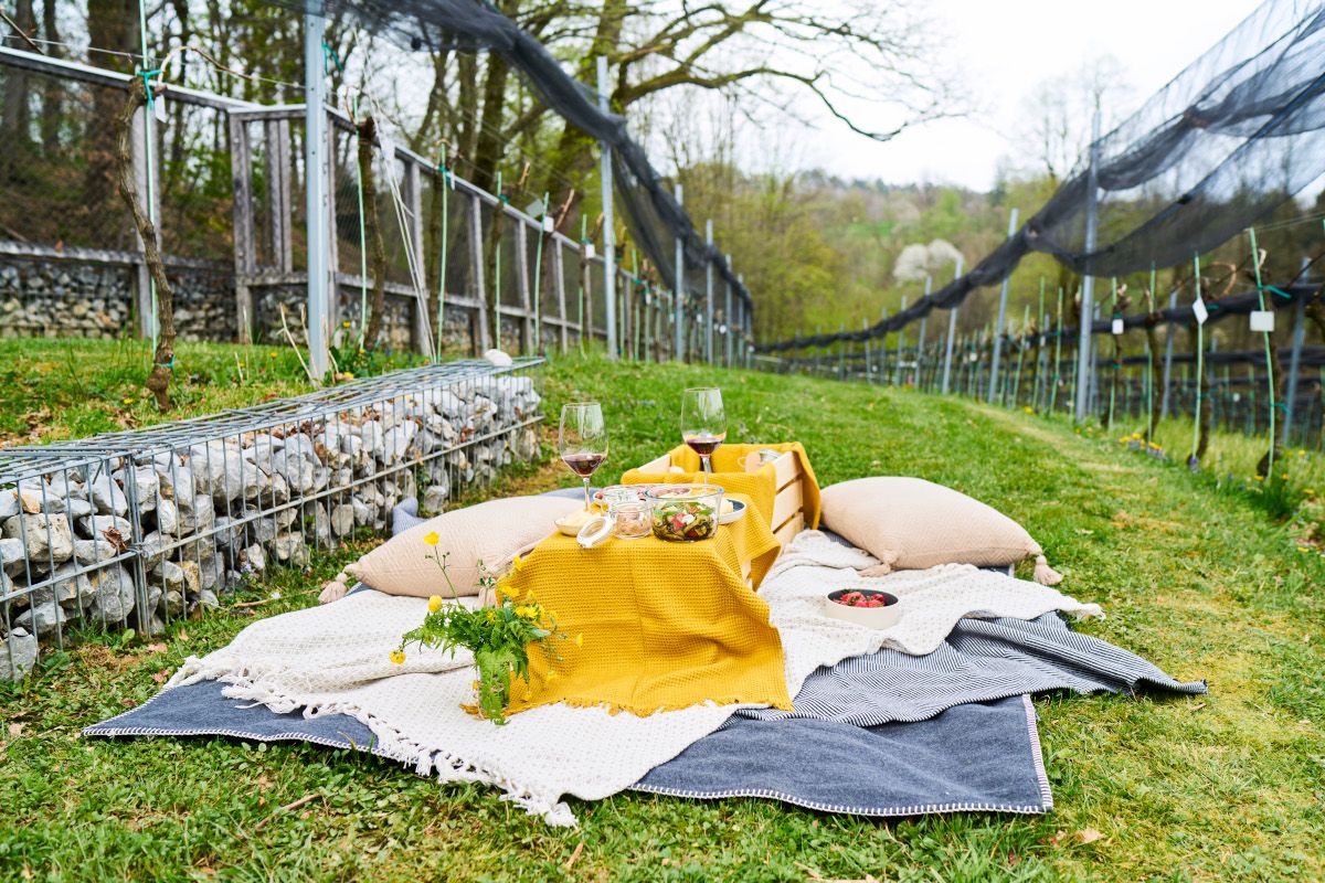 Ljubljanski grad - Piknik med grajskimi trtami. Foto_Blaž Žnidaršič