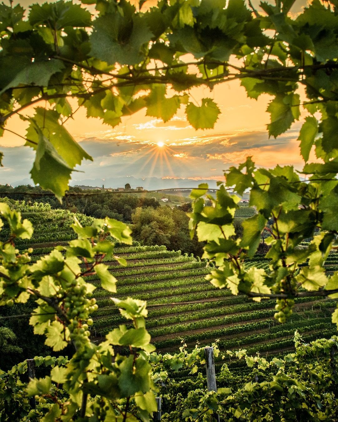 Izlet po slovenskih vinogradih: To so vinske kleti z najlepšim razgledom!