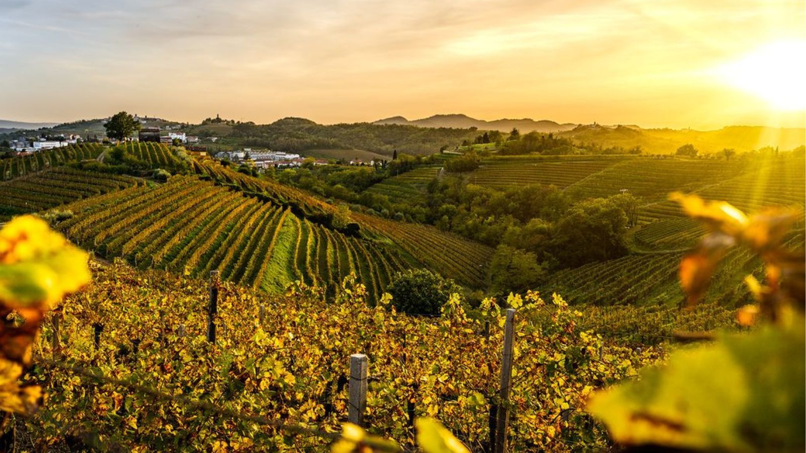 Izlet po slovenskih vinogradih: To so vinske kleti z najlepšim razgledom!