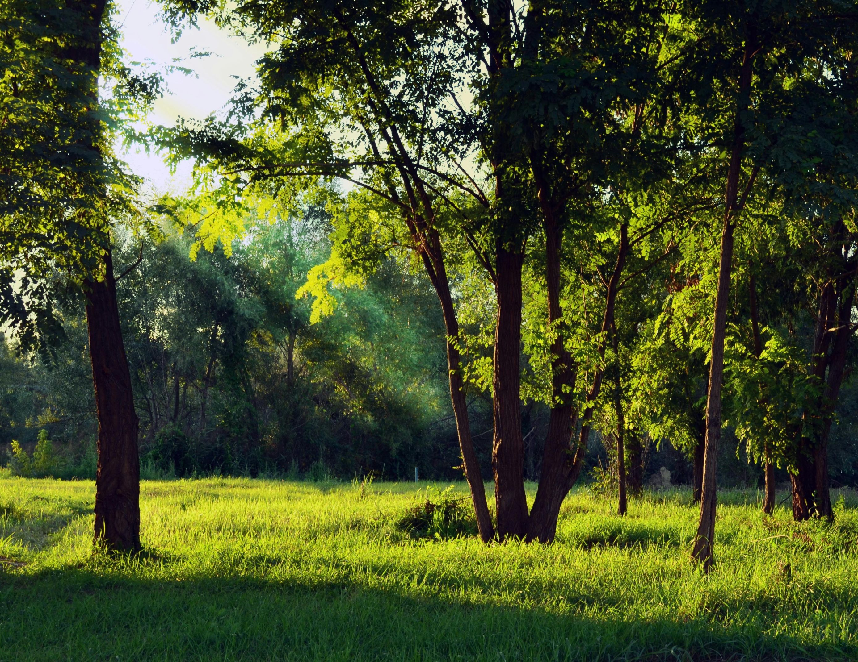 Vam je dovolj morja? Potem poskusite gozdno terapijo ali “forest bathing”, nov trend, ki lahko izboljša duševno zdravje