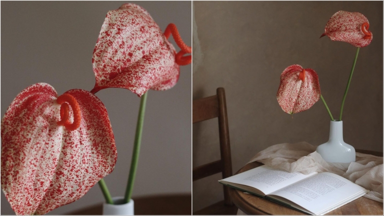 pig-tail-anthurium-journal-naslovna